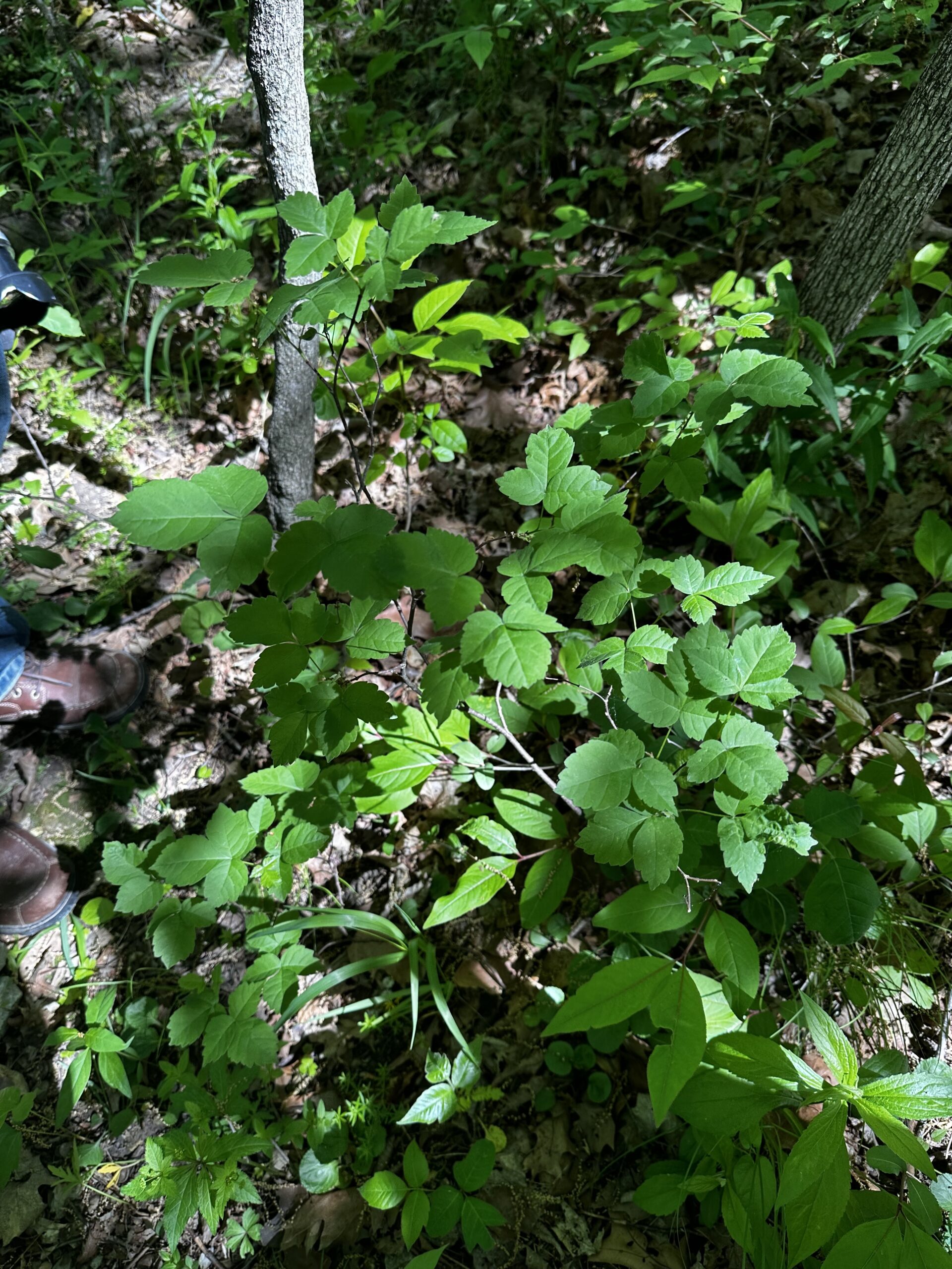 BATELLE DARBY – Kitty's Ohio Plants Website