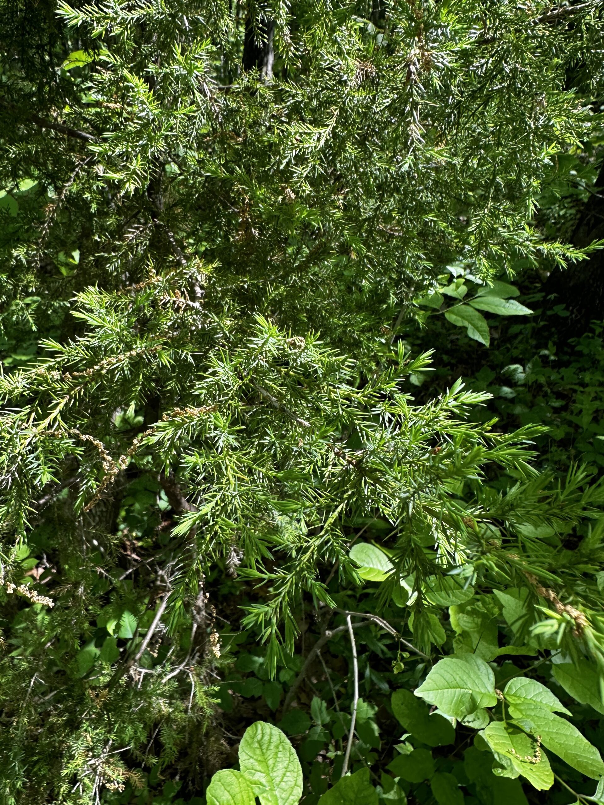 BATELLE DARBY – Kitty's Ohio Plants Website